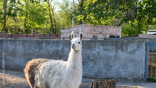 Funny alpaca in the zoo