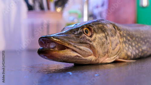 Fototapeta Naklejka Na Ścianę i Meble -  The northern pike simply pike or luce Freshwater fish