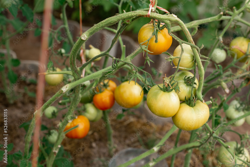 Tomatoes ripen on branches in a greenhouse