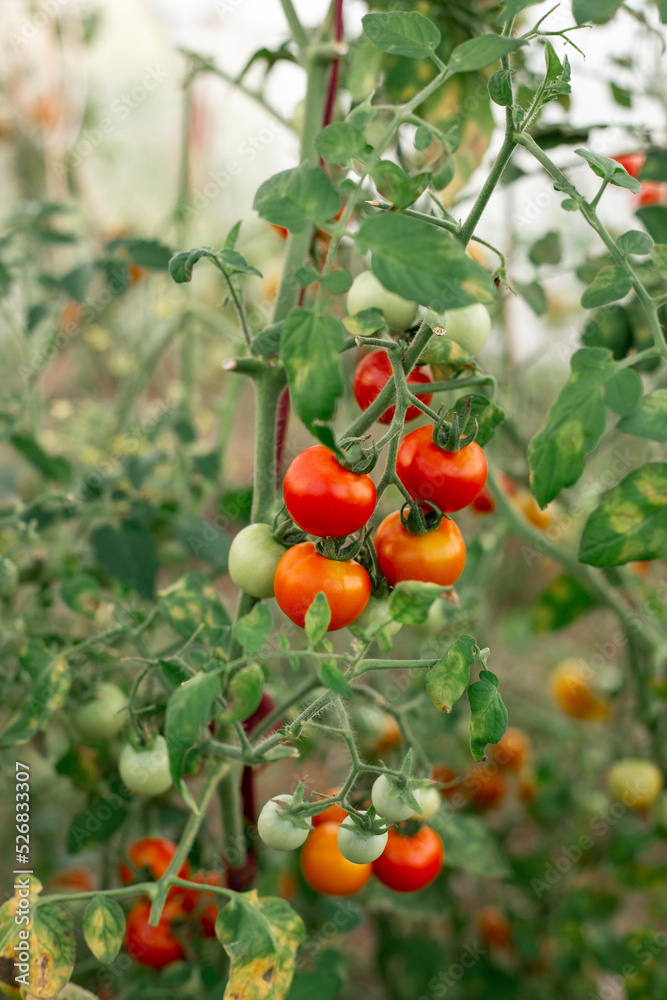 Tomatoes on the branches grow in the garden