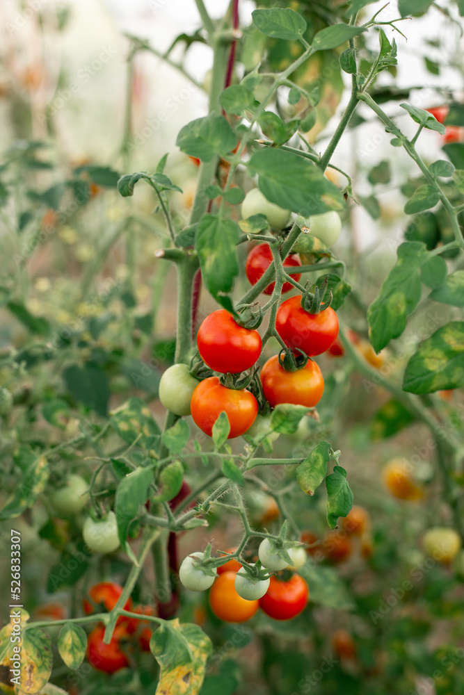 Tomatoes on the branches grow in the garden Tomatoes on the branches grow in the garden