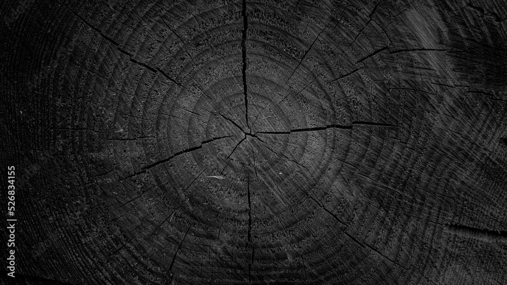 Fototapeta premium Sawed wood natural wooden background