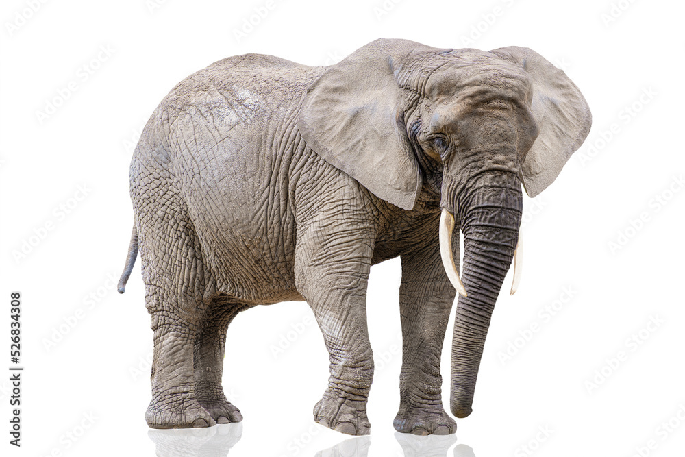 Fototapeta premium Walking elephant isolated on white. African elephant isolated on a uniform white background. Photo of an elephant close-up, side view.