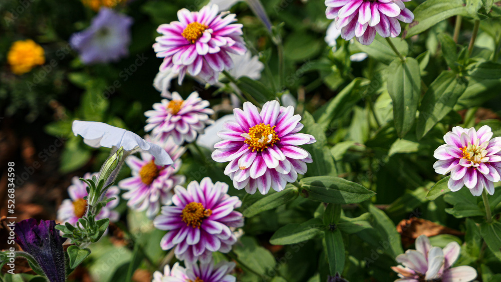 A beautiful daysies flowers outdoors