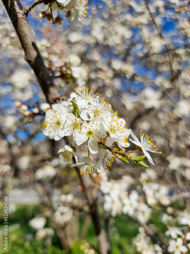 Beautiful sakura flowers