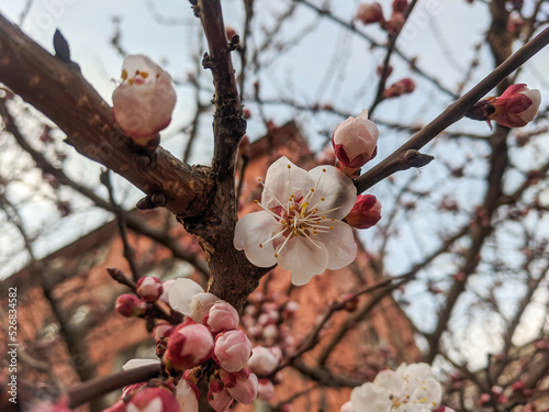Beautiful sakura flowers