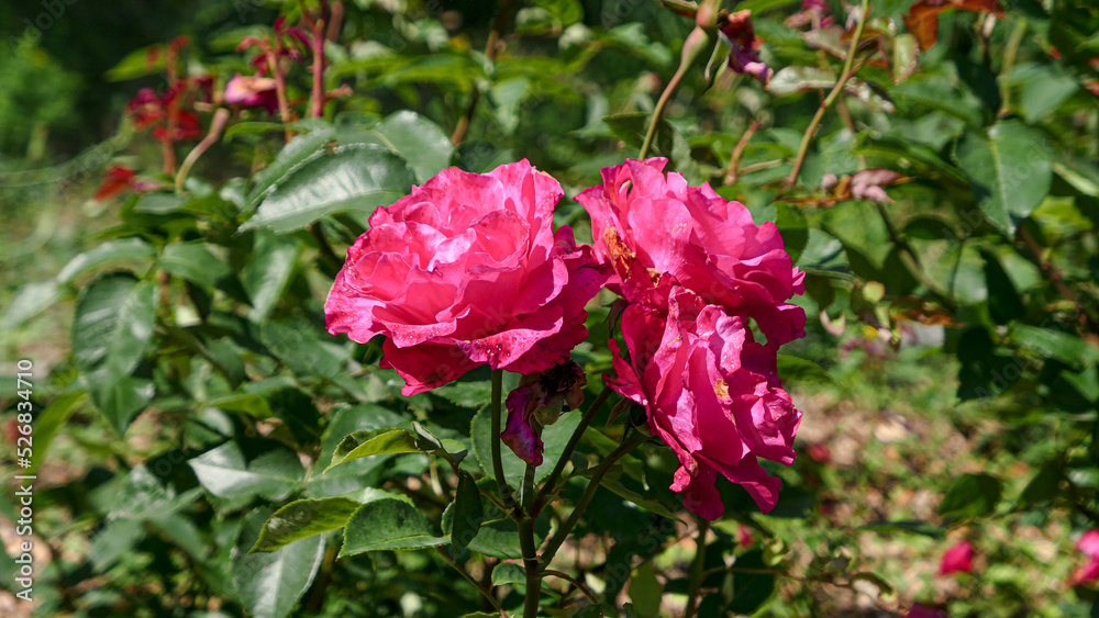 A beautiful rose flowers outdoors