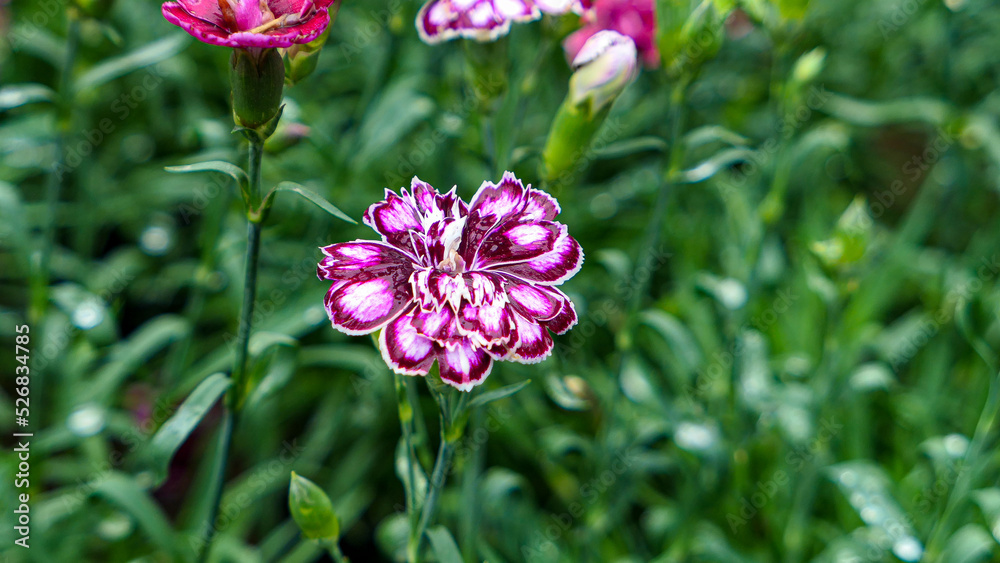 A beautiful carnations flowers outdoors A beautiful carnations flowers outdoors