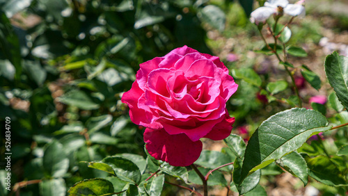 A beautiful rose flowers outdoors