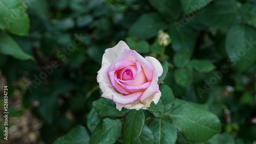 A beautiful rose flowers outdoors