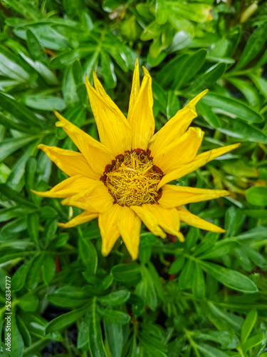 A beautiful daysies flowers outdoors