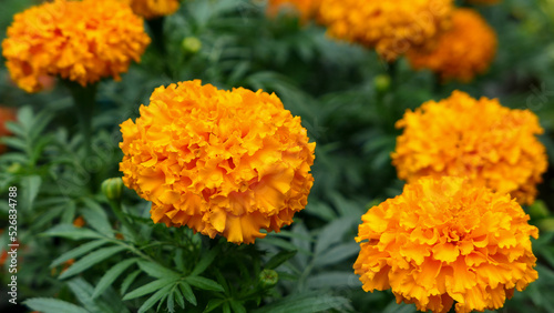 A beautiful marigold flowers outdoors © Darcraft