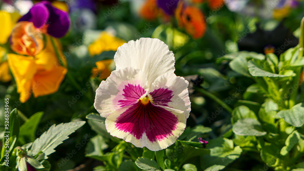 A beautiful pansy flowers outdoors