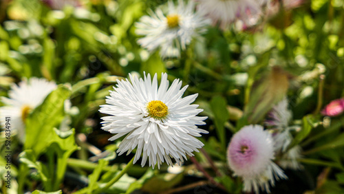 A beautiful daisies flowers outdoors