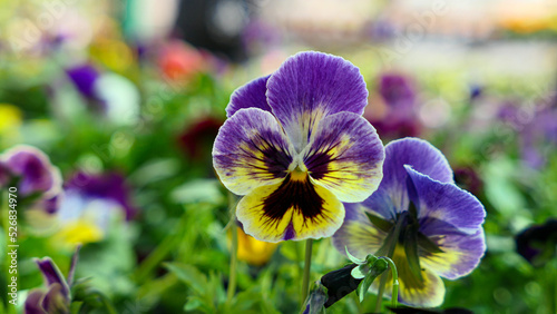 A beautiful pansy flowers outdoors photo