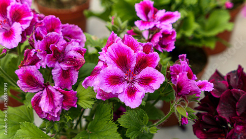 A beautiful geraniums flowers outdoors