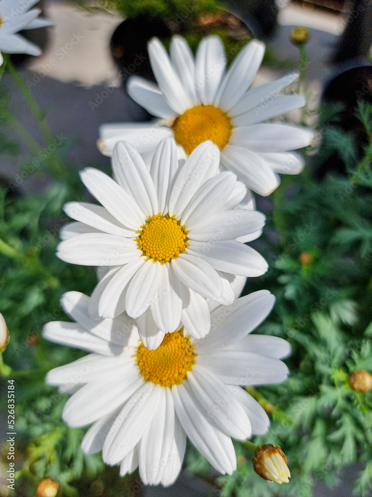 A beautiful daysies flowers outdoors A beautiful daysies flowers outdoors