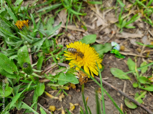 A beautiful dandelions flow...