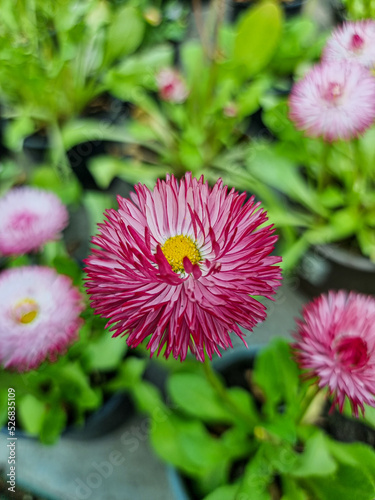 A beautiful daisies flowers...
