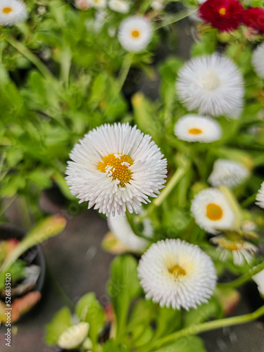 A beautiful daisies flowers...