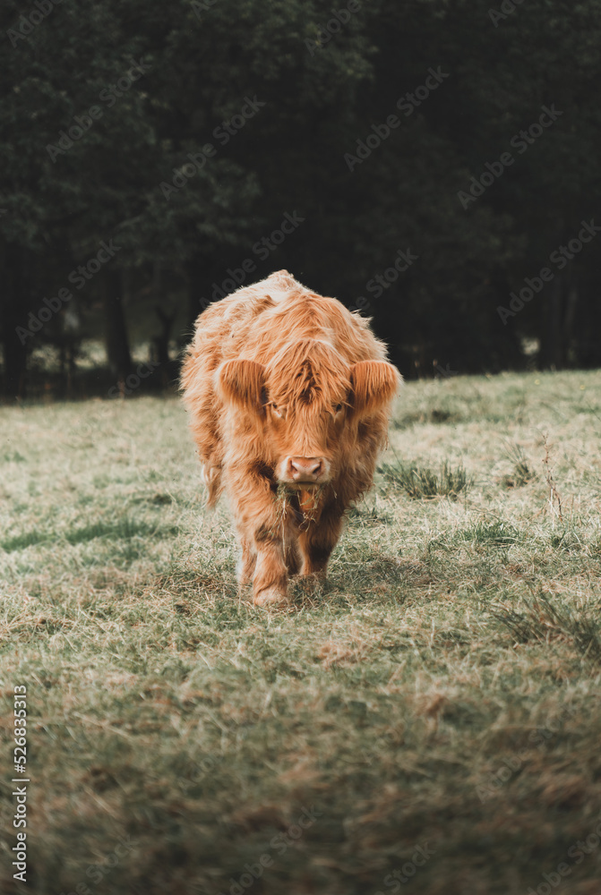 Fototapeta premium highland cow.