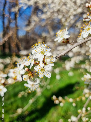 Beautiful sakura flowers