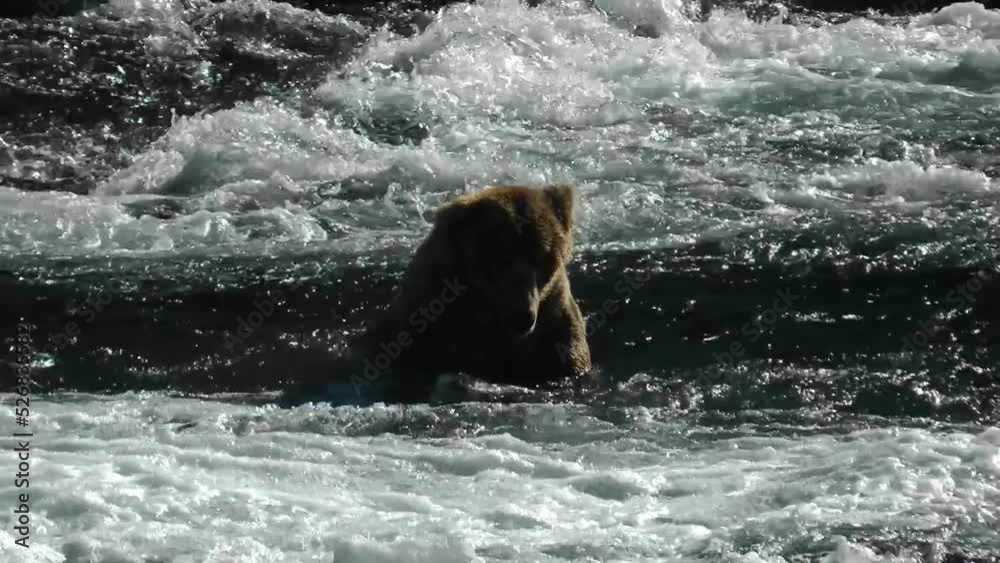 Grizzly bear looking for food in raging river, 2022
North America Wildlife and Nature, Brooks Falls - Katmai National Park,2022
Grizzly bear looking for food in raging river, 2022
North America Wildlife and Nature, Brooks Falls - Katmai National Park,2022