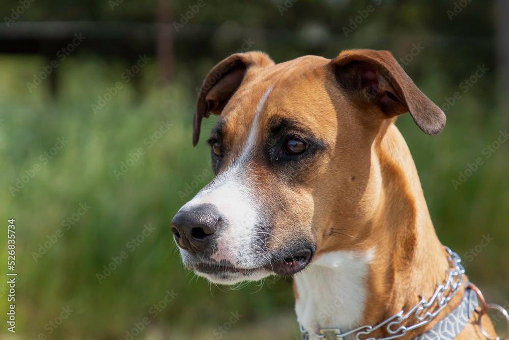 A brown and white faced of a dog
