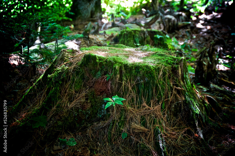 An old tree stump is overgrown with moss and grass in the middle of a wilderness area in lake placid new york.