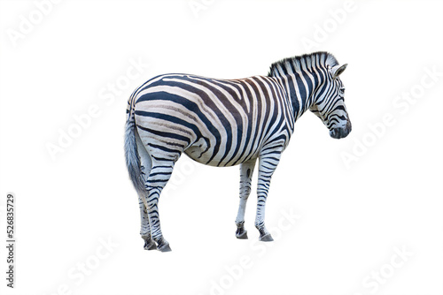 Zebra isolate. Zebra side view isolated on white background