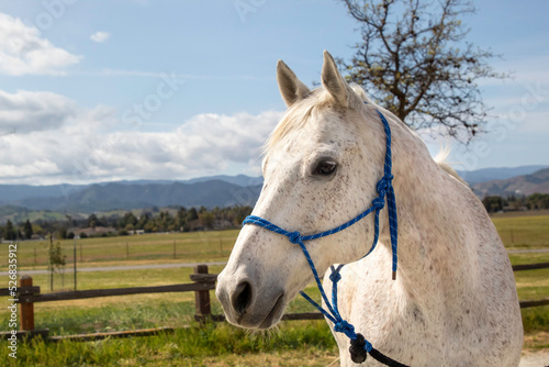 A white horse posing for a portrait.