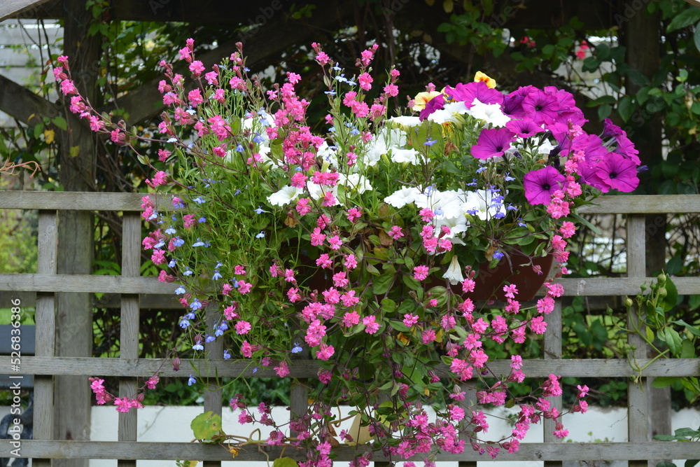 Summer flowers trailing from container attached to trellis.