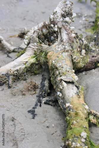 Low tide expose old tree roots with barnacles