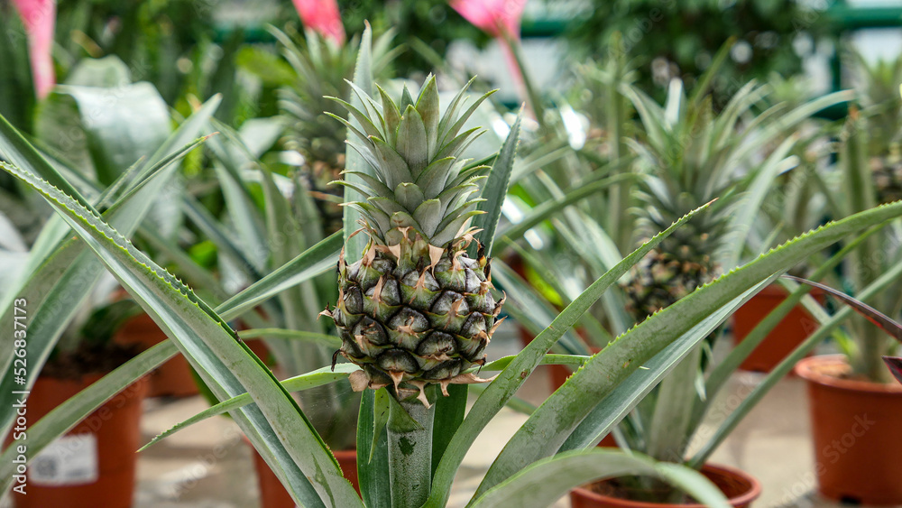 Small Pineapple growing in the greenhouse close up Small Pineapple growing in the greenhouse close up