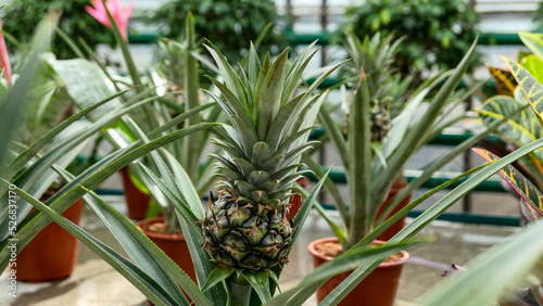 Small Pineapple growing in ...