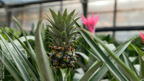 Small Pineapple growing in ...