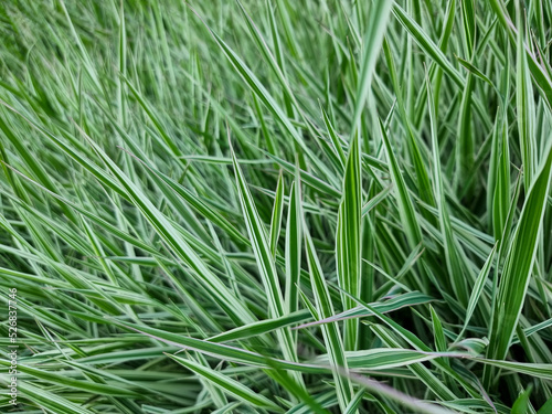 Green grass nature backgrou...
