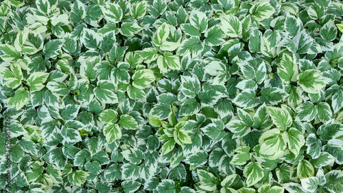 Green leaves wall backgroun...