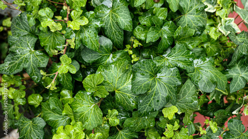 Green leaves wall backgroun...