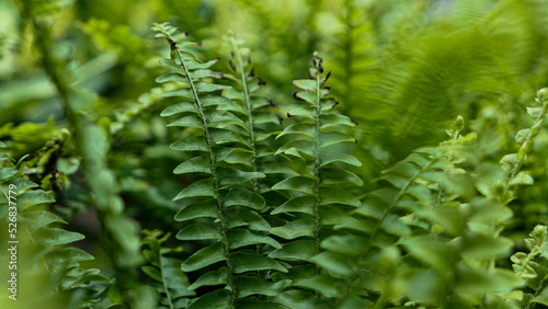 Fern leaves green foliage