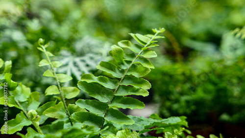 Fern leaves green foliage