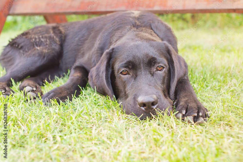 A black Labrador retriever dog lies on a green lawn. The dog is resting.
