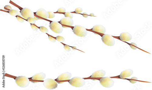 Catkin or Ament Slim, Cylindrical Flower Cluster PNG Isolated Transparent Background Illustration. photo