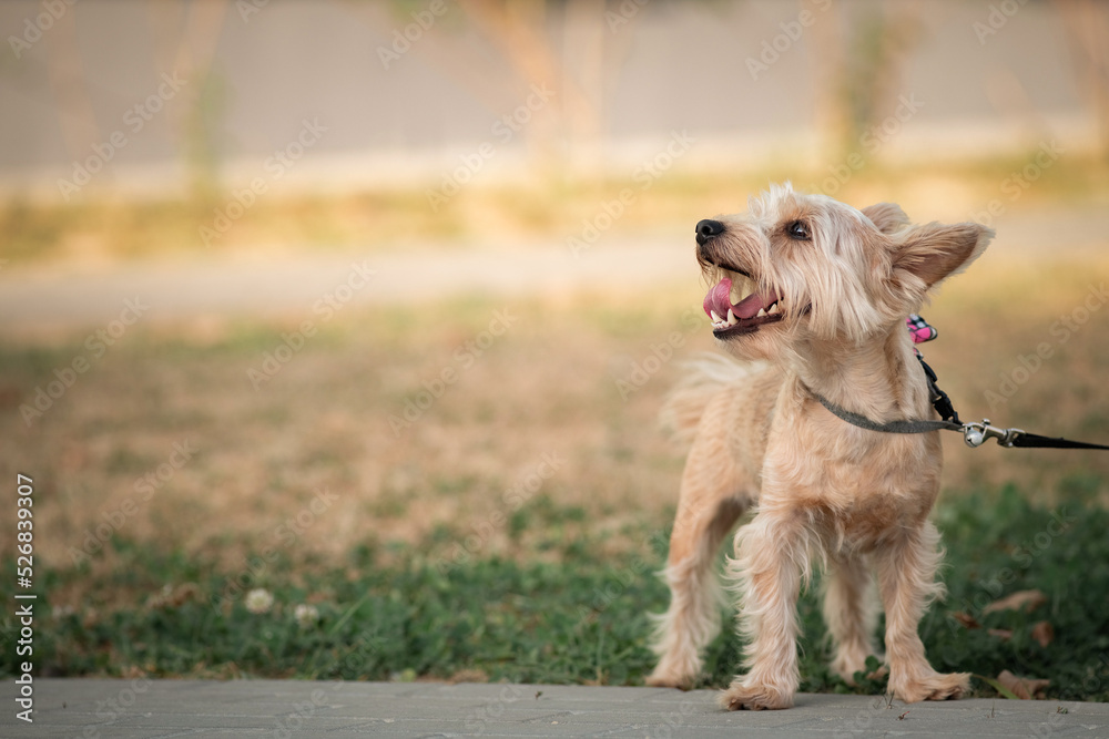 Yorkshire terrier on a walk outdoors on a sunny day. Yorkshire terrier on a walk outdoors on a sunny day.