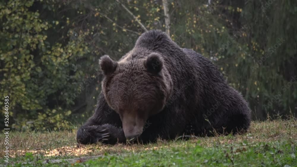 Brown bear lying on the grass, medium shot
Romania Brown bear wildlife, 2022
Brown bear lying on the grass, medium shot
Romania Brown bear wildlife, 2022