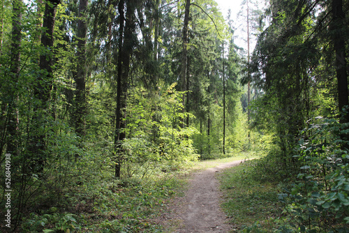 path in the summer forest in sunny day