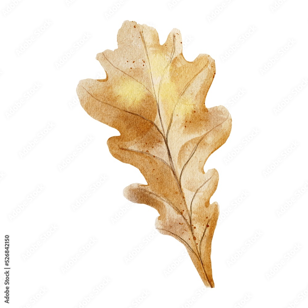 Fototapeta premium leaf isolated on white