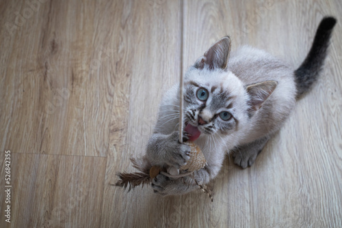 Fototapeta Naklejka Na Ścianę i Meble -  Playful Siamese kitten