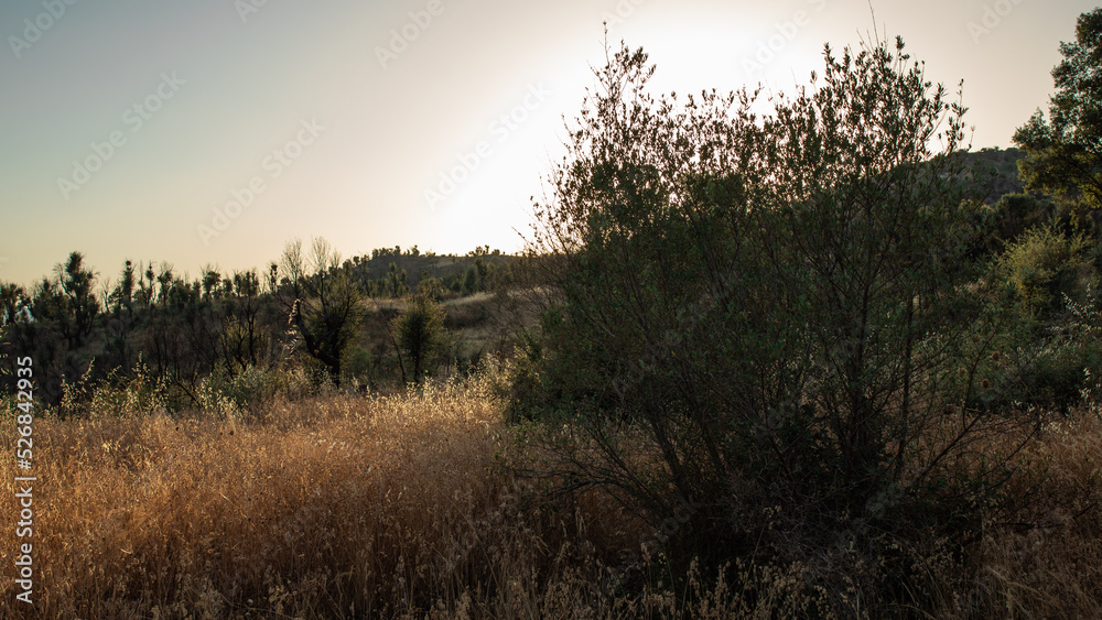 Obraz premium sunset in the forest