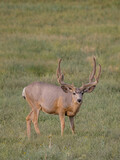 velvet mule deer buck a meadow